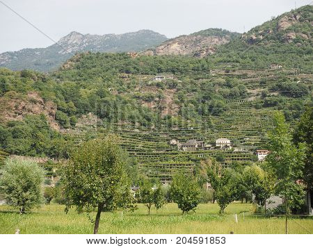 Vineyard Grapevine Plantation In Aosta Valley