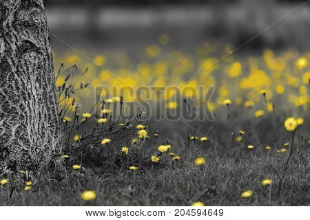 Field of dandelions in black and white with the yellow flower heads color splash