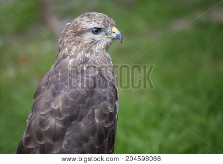 Young hawk in captivity in zoo in summer day
