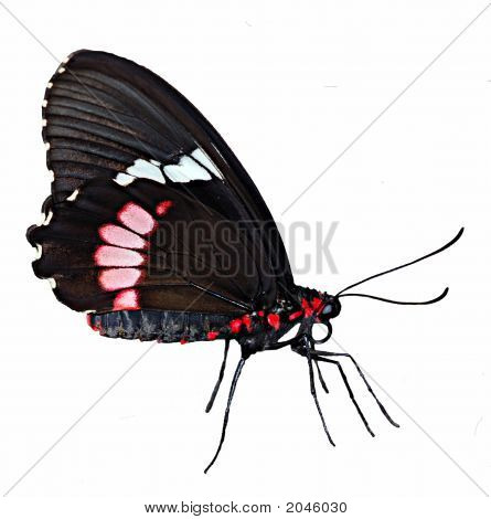 Butteryfly