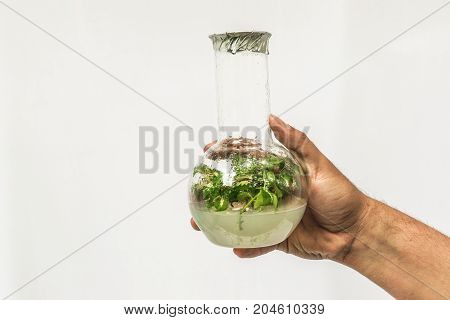 The Hand of the Researcher with Test Tube with in vitro cloned microplant, copy space