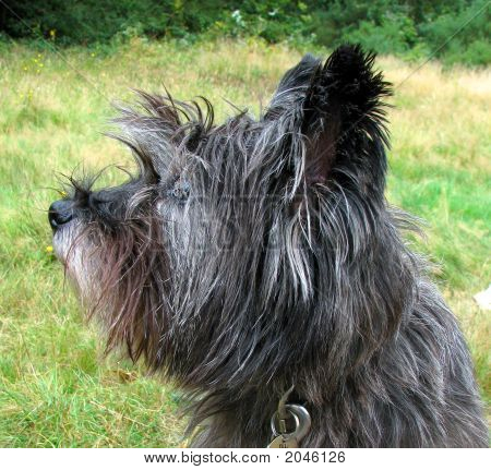 Cairn Terrier