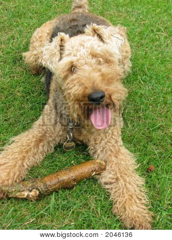 Terrier Galês