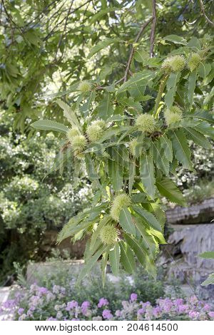 Branch with green, ripening edible chestnuts (Castanea sativa)