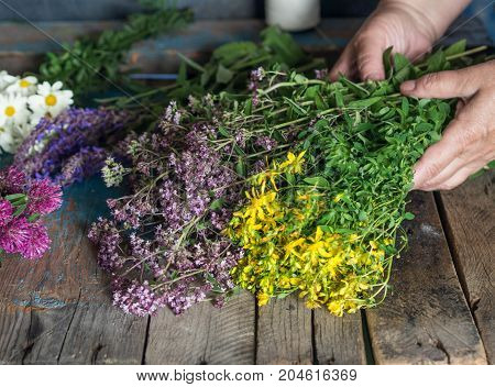 Various fresh medicinal herbs - chamomile, tutsan, oregano, clover, sage - on an old wooden background. Female hands touch the grass.Rustic style.