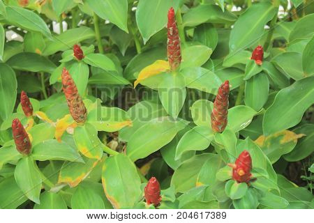 Crape ginger Malay ginger Spiral Flag Wild gingerMedicinal plants have properties to treat various diseases