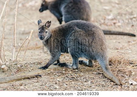 Dwarfish Gray Kangaroo