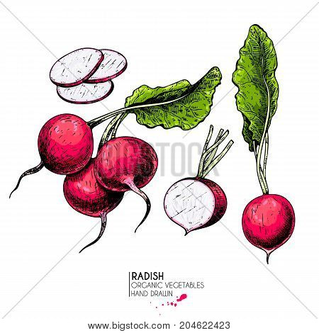 Vector hand drawn set of farm vegetables. Isolated whole, sliced and half radish. Engraved colored art. Organic sketched vegetarian objects. For restaurant, menu, grocery, market, store, party, meal