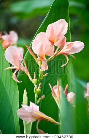 Pink Canna