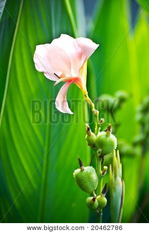 Pink Canna
