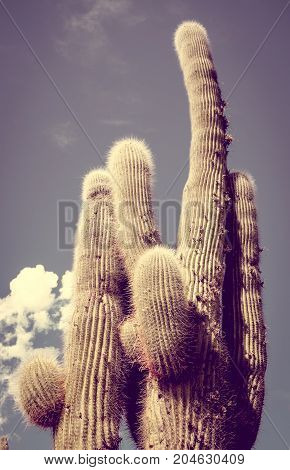 Giant Cactus In The Desert, Argentina