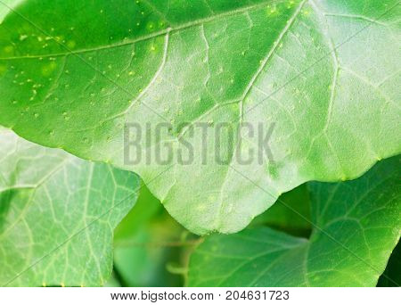 close up ivy Gourd surface vegetable green texture ( Coccinia grandis )