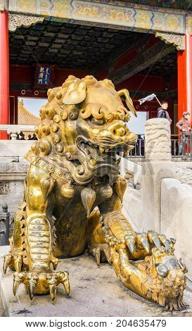 Beijing, China - Oct 30, 2016: Gilded bronze lion with left paw on baby cub at the Gate of Heavenly Purity, or Celestial Purity (Qianqingmen). Forbidden City (Gu Gong, Palace Museum).
