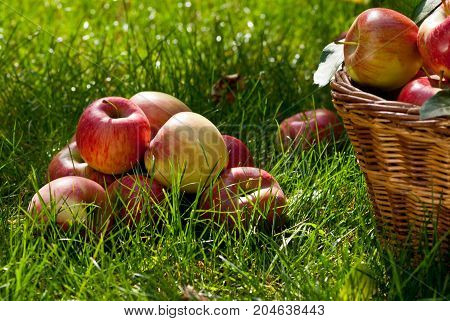 Red Apples in the Wicker Basket in the Grass