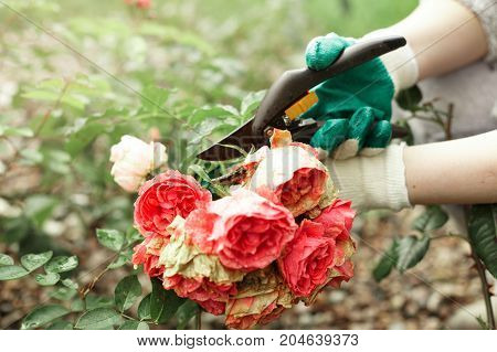 Flower gardening and maintenance concept. Close up shot of male hands with pruning shears working in garden. Gardener trimming off spray of spent or dead rose flowers using secateurs or pruners