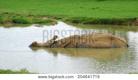 a Rhinocerous wallowing in a small lake