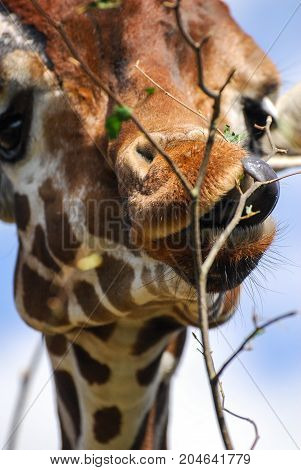 A Giraffe strips leaves off a tree with its tongue