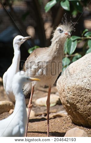 A Red-legged Seriema In Zoo. The Cariama Cristata.