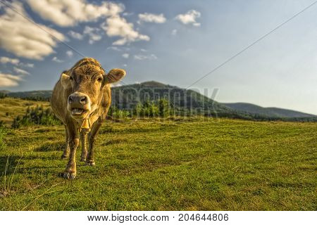 Bronw cow faces the camera in bright sunny day in mountains. Beautiful background