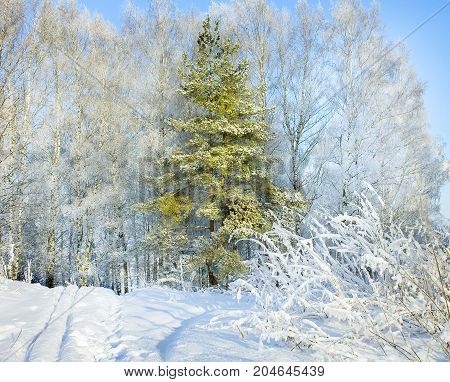 rural winter snowy landscape with forestfootpath and blue sky. trees covered with snow. wintry frosty day