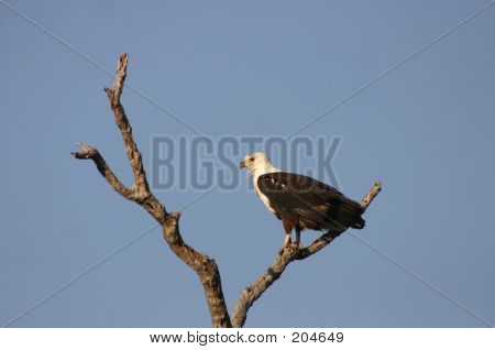 Peixe Eagle3