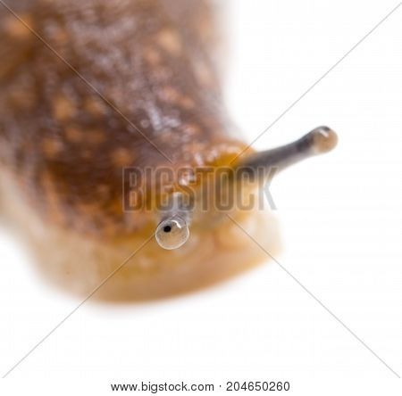 Slug snail isolated on white background. macro