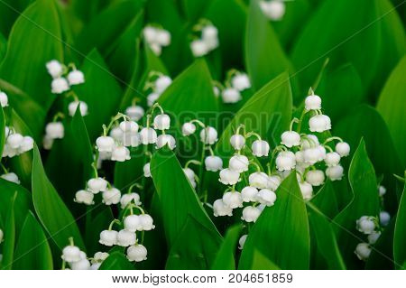 Convallaria Majalis Flowers At Japanese Garden
