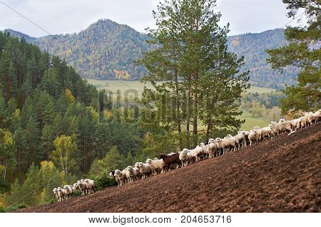 Sheeps in Altai mountains in autumn. Brown white and green