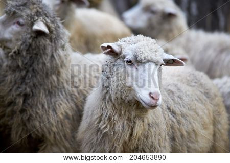 Sheep in altay farm. Grey flock. Animal