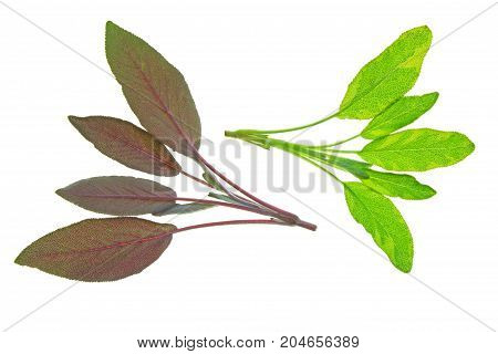Salvia officinalis - various sage leaves isolated against white background