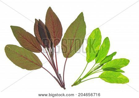 Salvia officinalis - various sage leaves isolated against white background