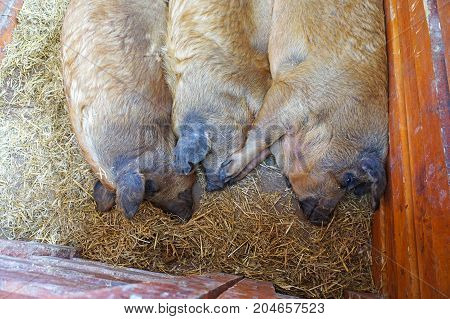 Mangalica pigs in the hutch in summer