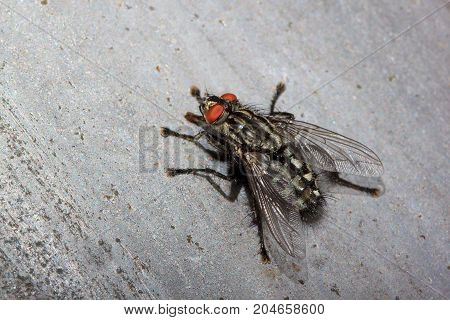 Housefly sitting on a steel rail. Closeup.