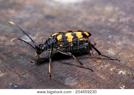 Big death-watch is sitting on a tree stump. Animals in wildlife.
