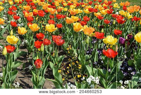 Red and yellow tulips in the garden