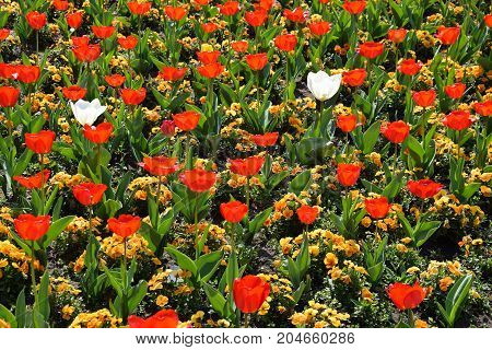 Red tulips in the garden in summer