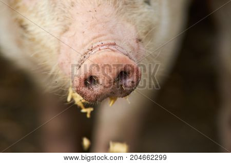 Dirty pig nose eating. Close up. Pink