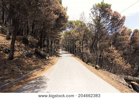 Road To Biokovo Mountain