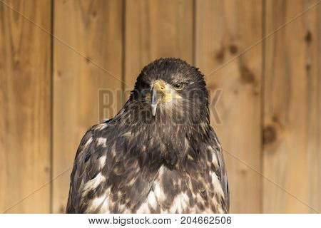Portrait of a bald eagle Haliaeetus Leucocephalus.