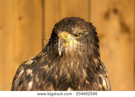 Portrait of a bald eagle Haliaeetus Leucocephalus.