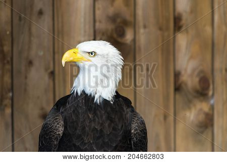Portrait of a bald eagle Haliaeetus Leucocephalus.