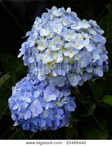Blueflowers