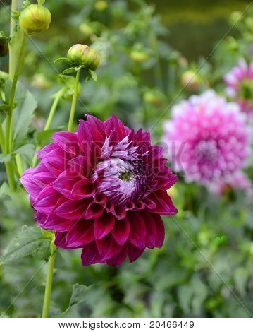 Dahlien