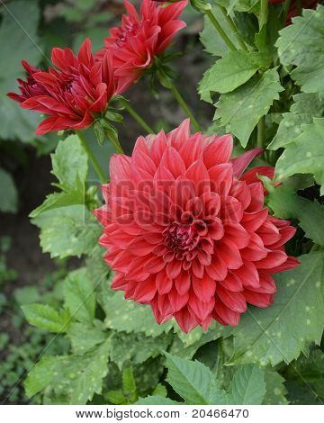 Twodahlias