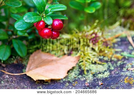 one green branch of wild cowberry with red ripe berries closeup in the foreground and one unsharpened fallen-down leaf