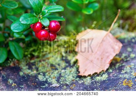 one green branch of wild cowberry with red ripe berries closeup in the foreground and one unsharpened fallen-down leaf