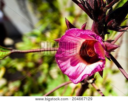 a beautiful pink Roselle rose in a tree