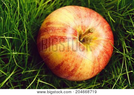 Apple Red Color Fallen On Fresh Green Grass