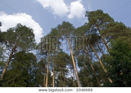 Pinetrees