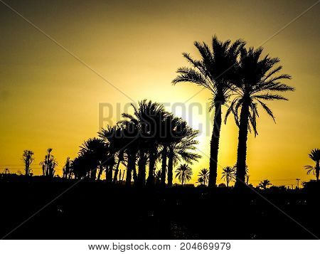 a hidden sun behind some palm trees